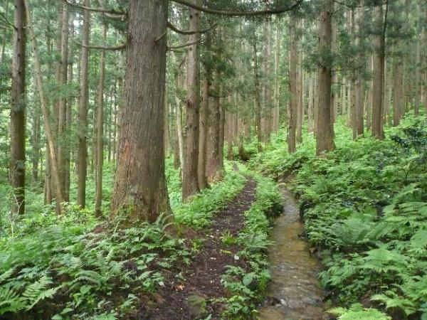 しばらく小さな小川沿いを歩きます